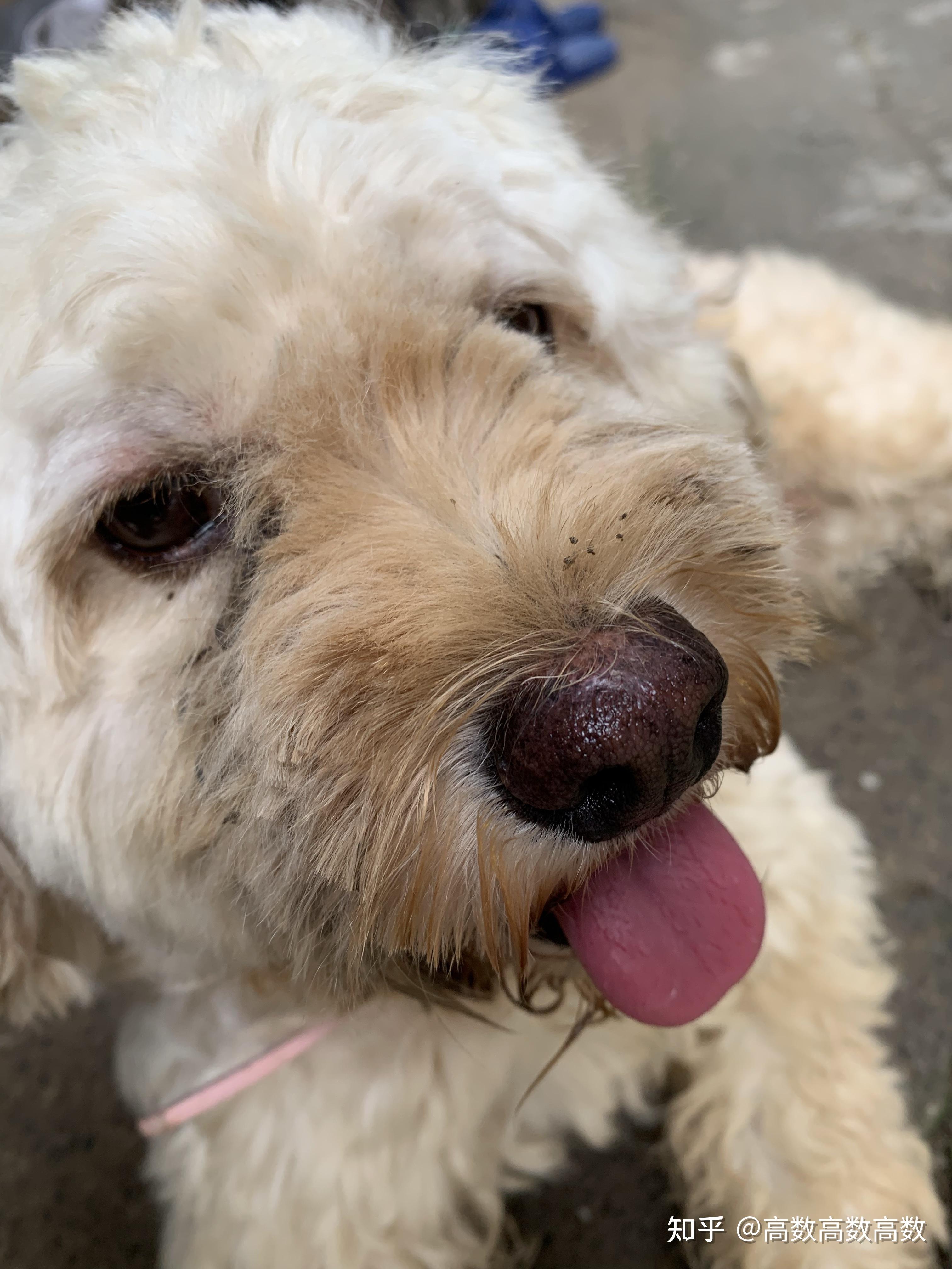 爱尔兰软毛梗有什么形态特征