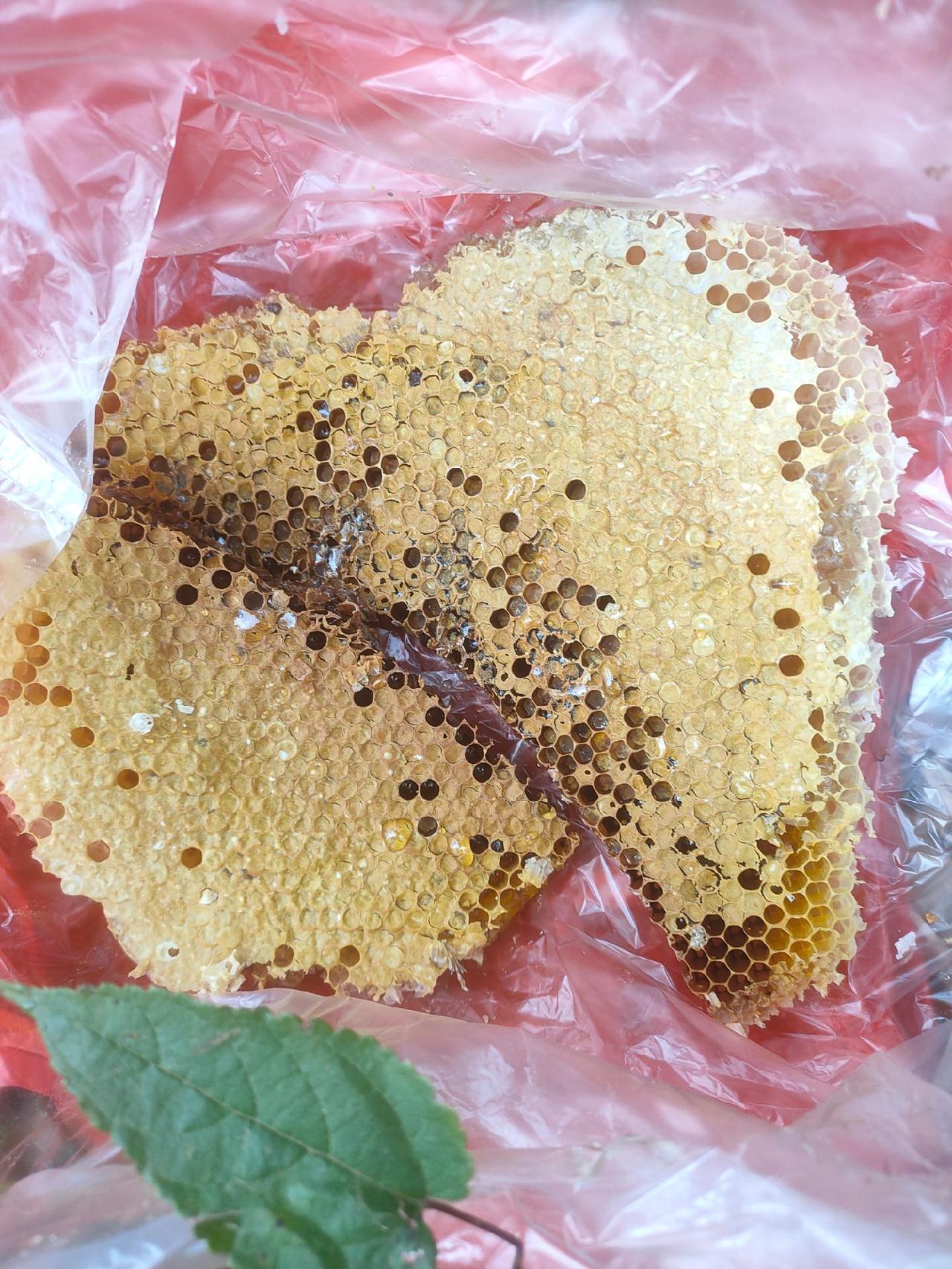 纯天然野生蜂蜜 蜜蜂 土蜜蜂 百花蜜 纯天然无添加