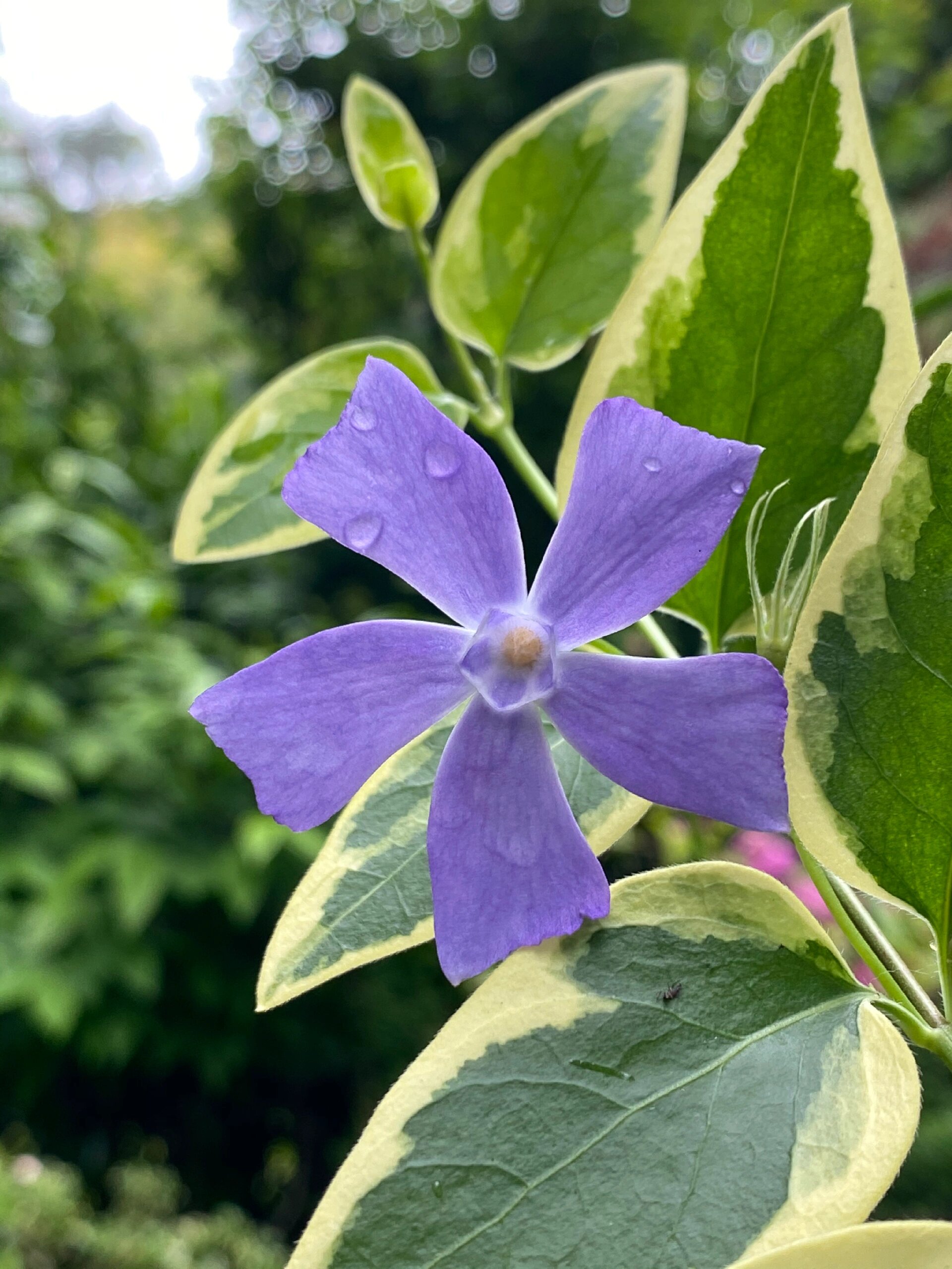 花叶蔓长春藤,紫色小风车一样,剪了一枝下来