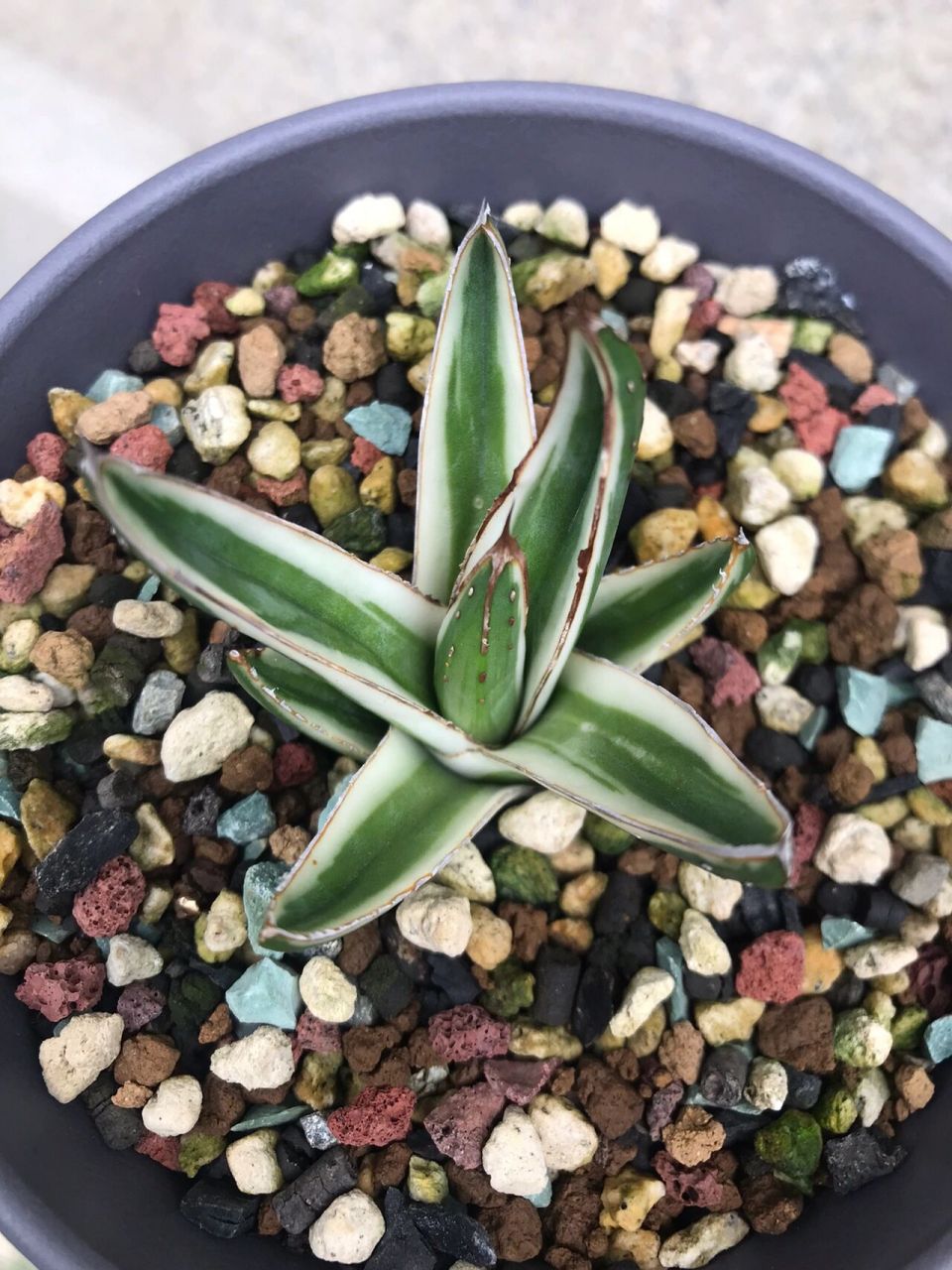 冰山龙舌兰 冰山也分好几种,现在就养这种了94