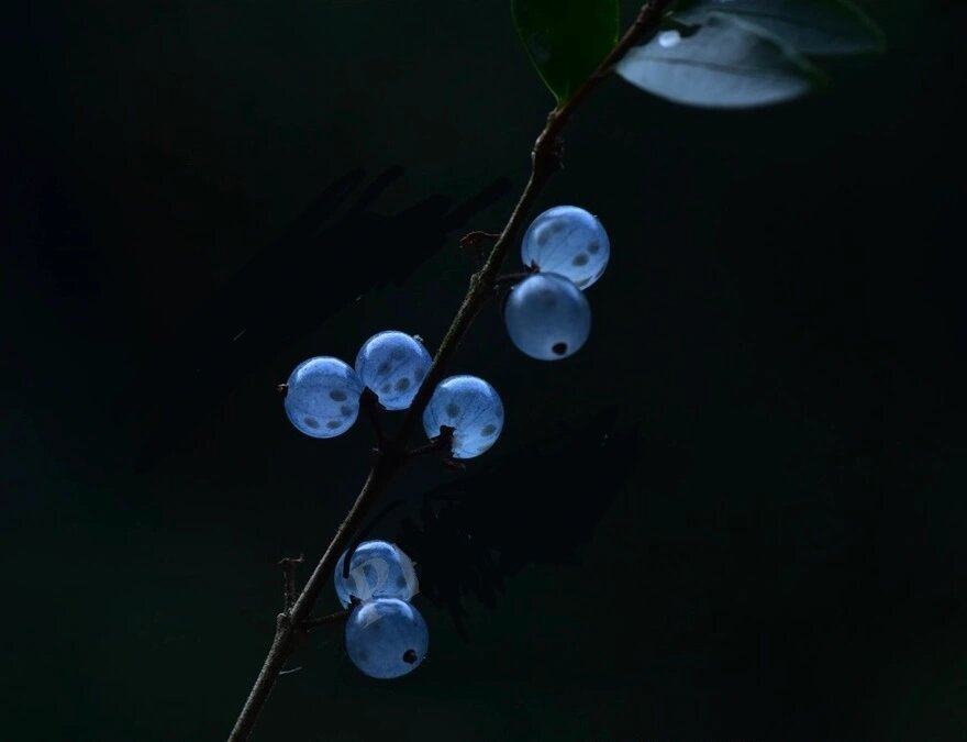 每日一花(14)—蕊帽忍冬 花语:财源广进