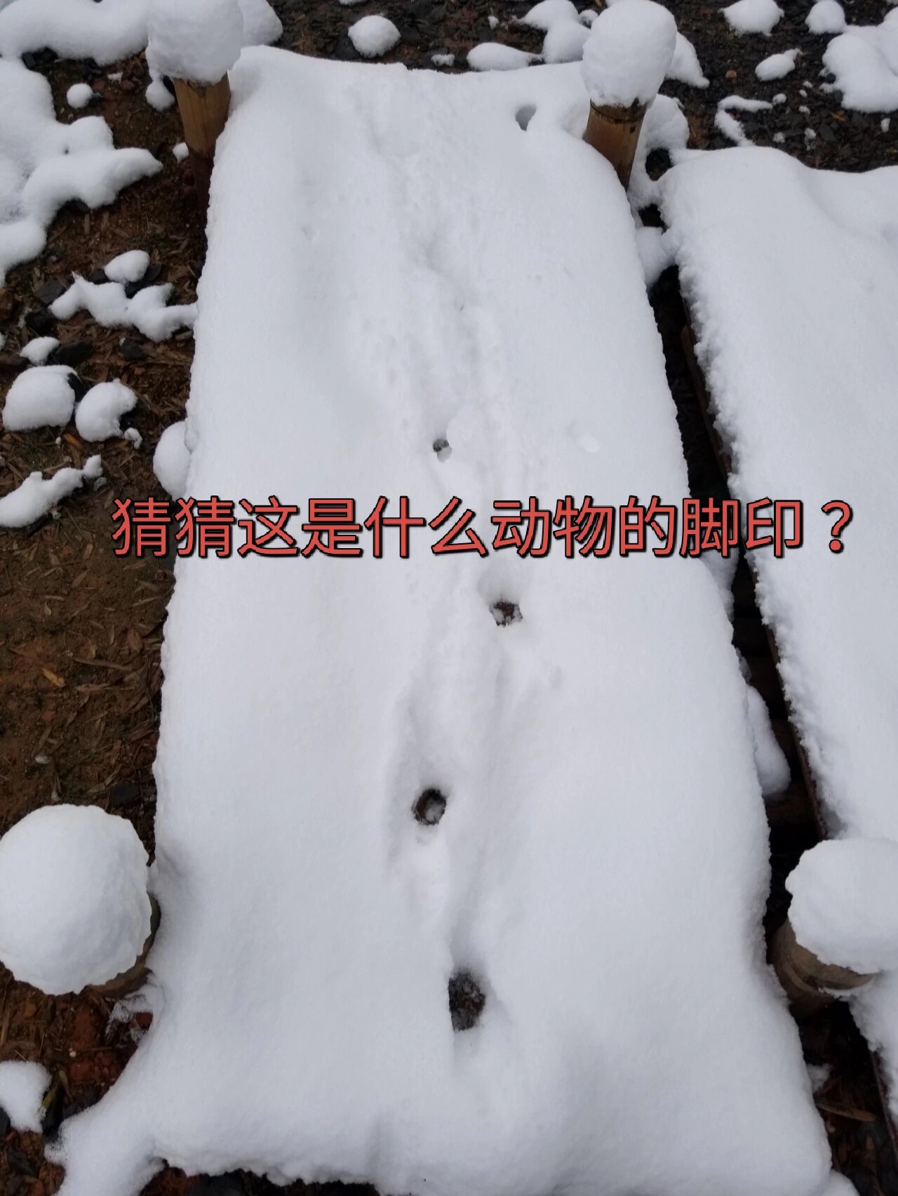 雪地里的脚印是什么动物的?