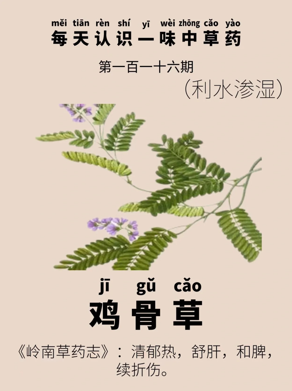 每天认识一味中草药|鸡骨草 91别名:黄头草,猪腰草,黄仔草,大黄草