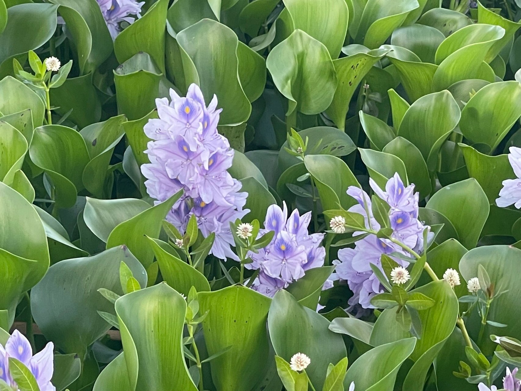 水葫芦凤眼蓝,美化世界的淡蓝色花冠 具有旺盛的生命力,可以作为牲畜
