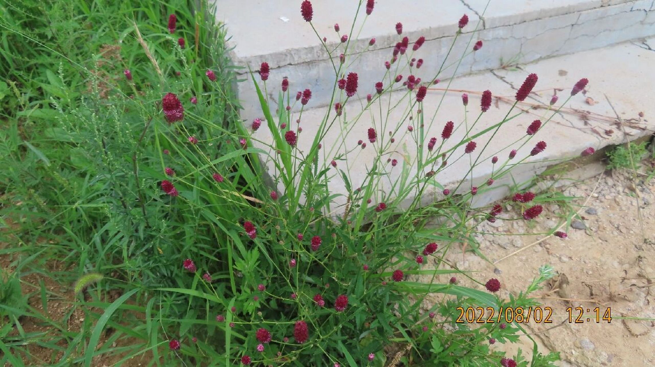 地榆,蔷薇科地榆属多年生草本植物 著名中草药之一
