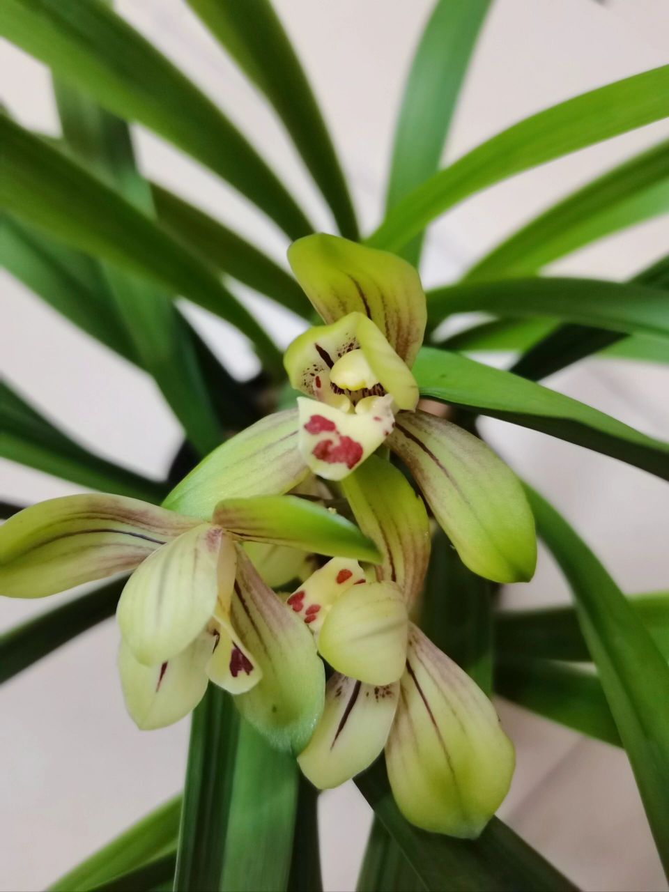 建兰-忆香荷 真的跟名字一样香,清香,沁人心脾