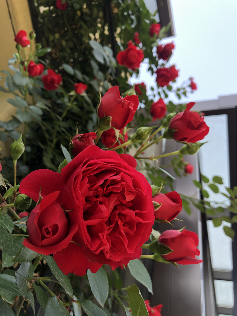 月季-弗罗伦蒂娜～ 邻居姐姐扦插成活 送我的两棵牙签苗,养了三年