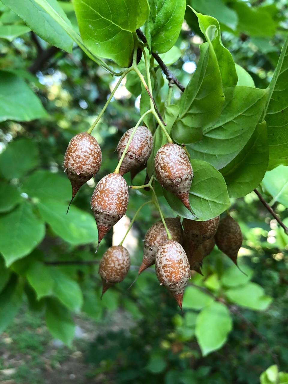 难得一见的秤锤树 秤锤树果实形状特别像过去使用的秤砣,因此又被称作