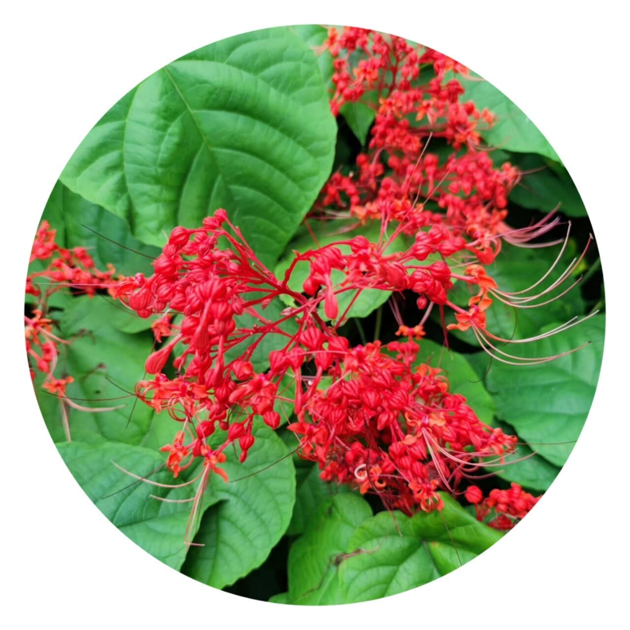 92每日一植物92赪桐 别名:百日红,贞桐花,状元红,荷苞花和红花倒