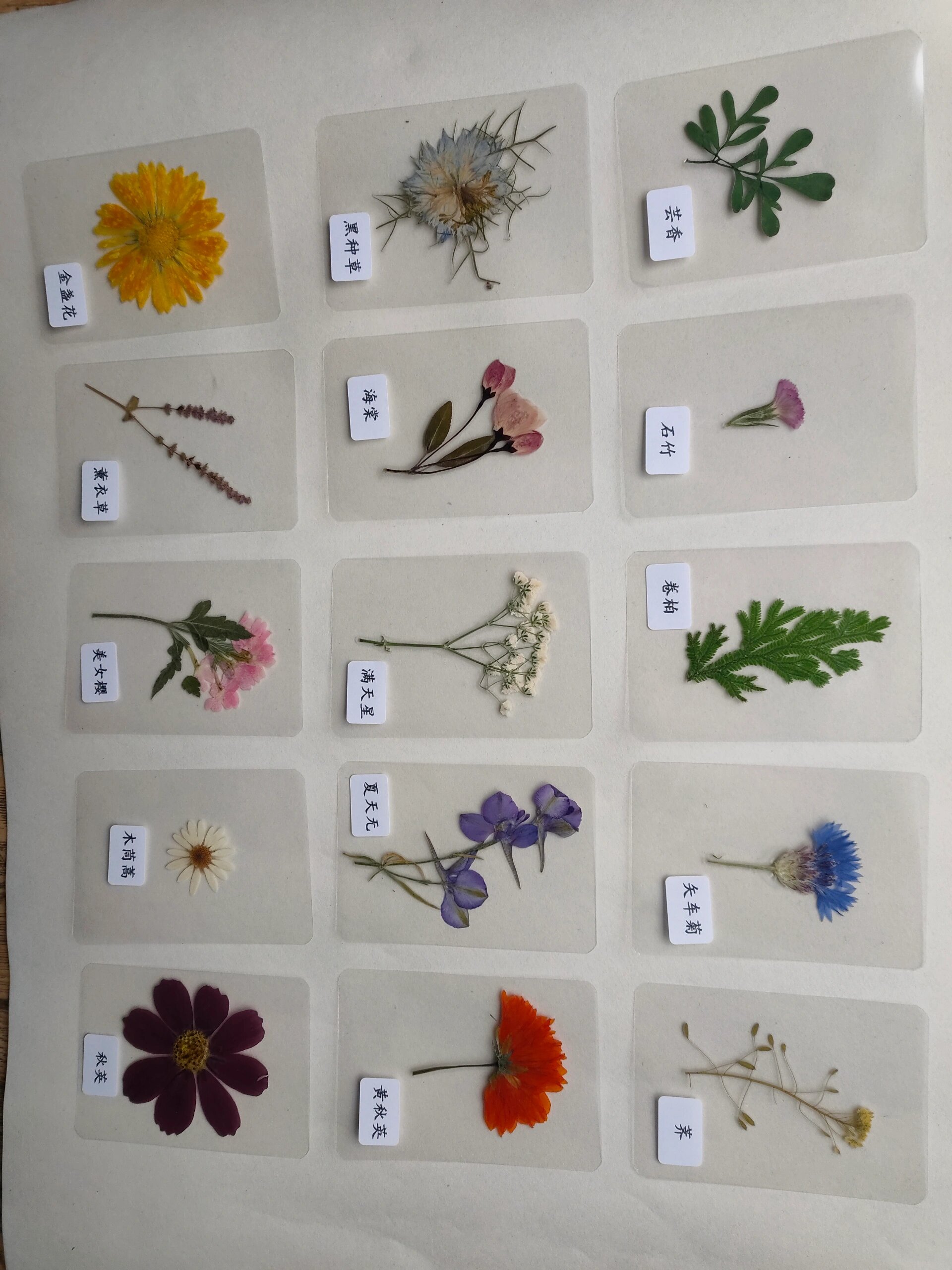 【图文】植物标本手册