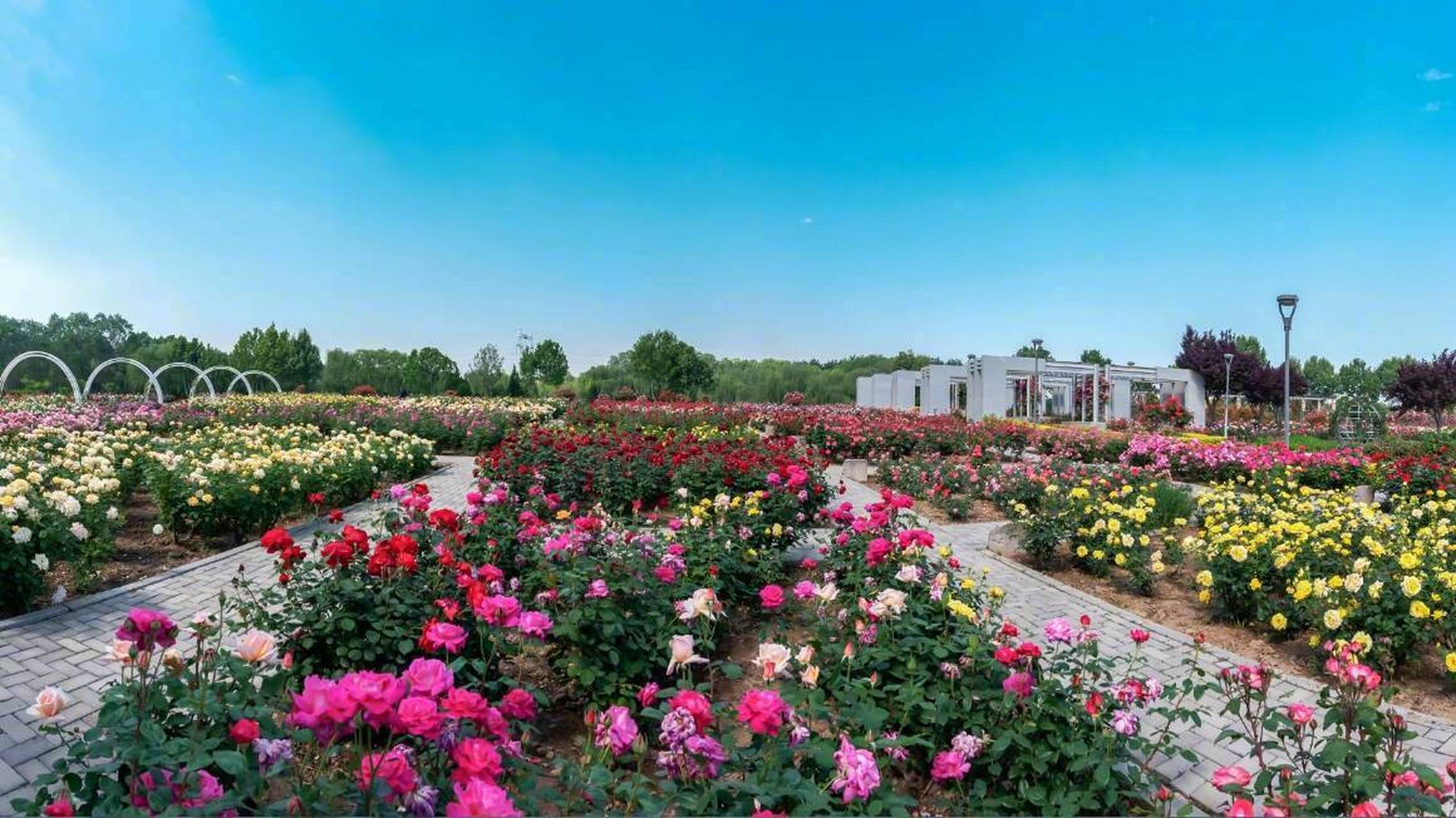 石家庄市植物园20万株月季竞相盛放】夏日已至,又到了石家庄市植物园