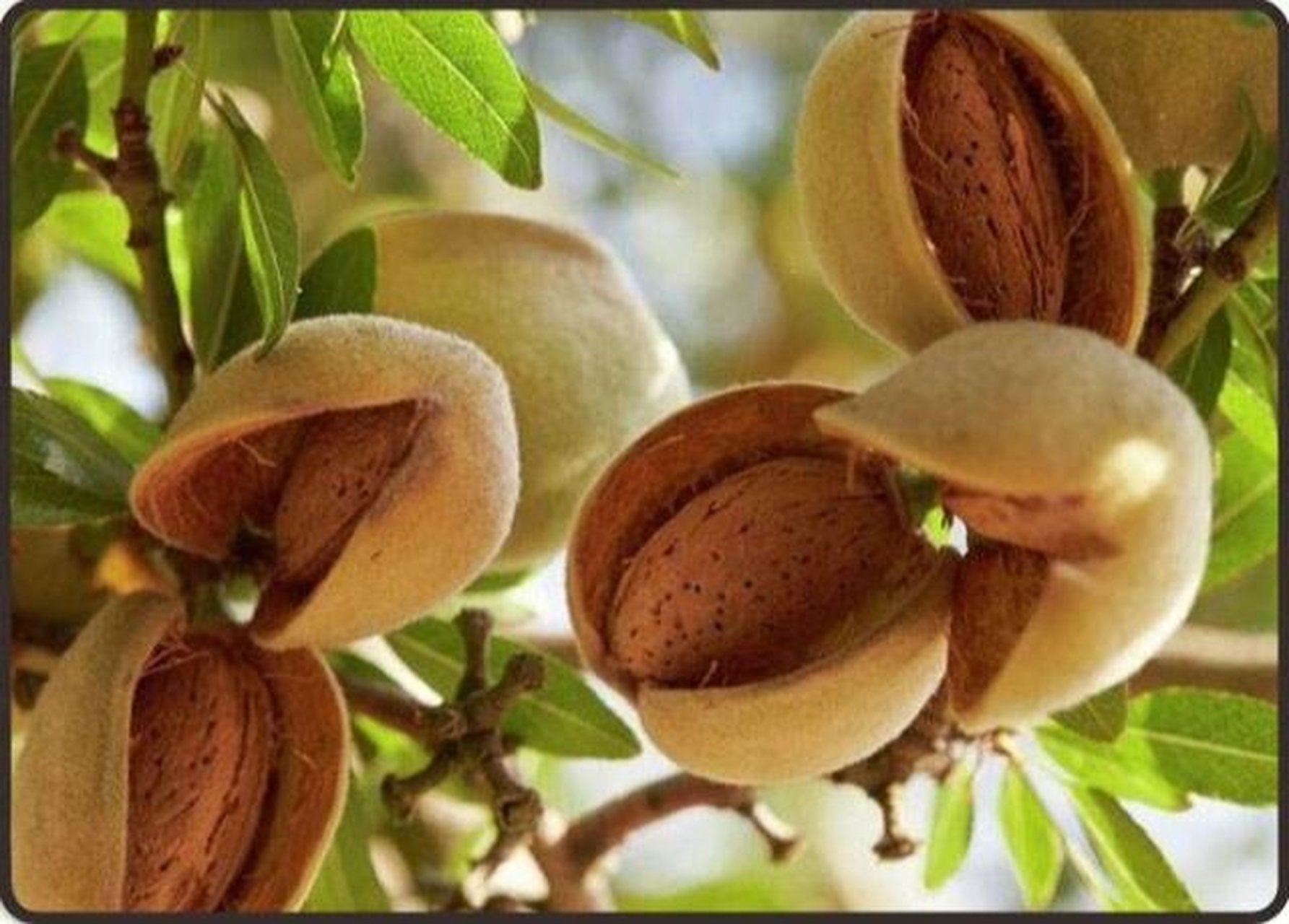 学中药第95天 苦杏仁 化痰止咳平喘药(止咳平喘药) 蔷薇科植物山杏