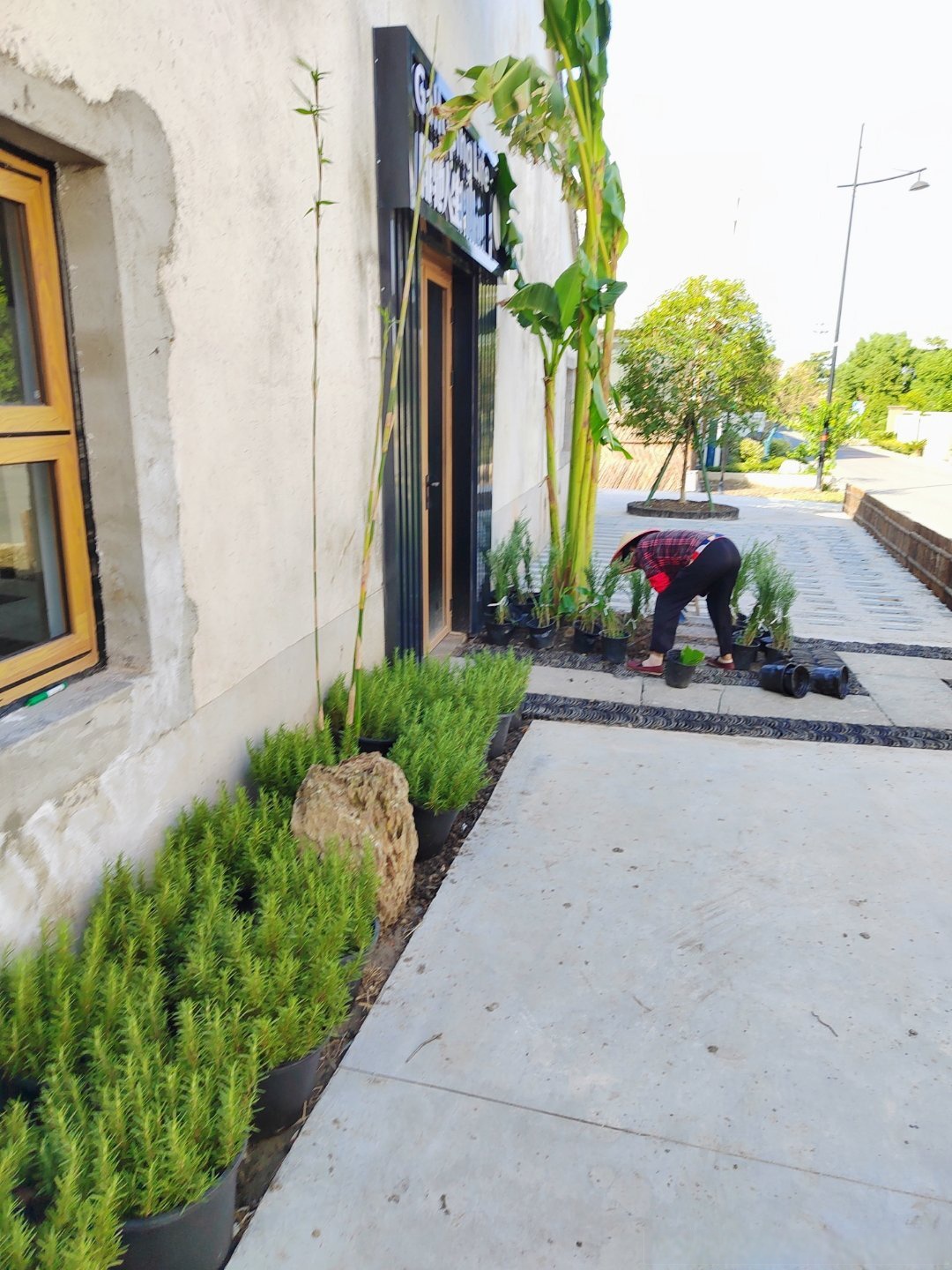 当年具有红色记忆的老房子改造成咖啡店,这几天我们正在布置绿化景观
