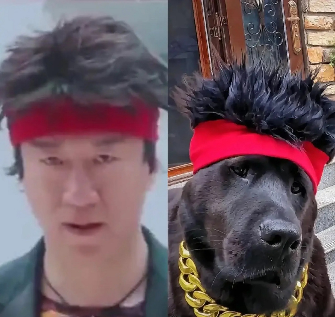 孙红雷就是狗子界的大明星吧?[笑哭][笑哭]