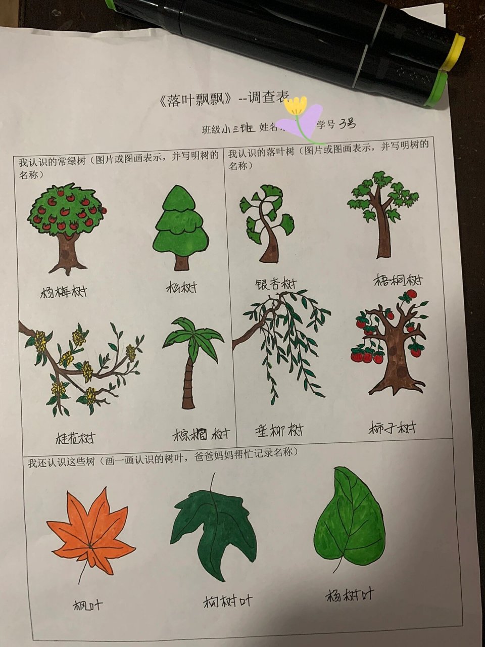 幼儿园作业 落叶飘飘 常绿树和落叶树 幼儿园作业