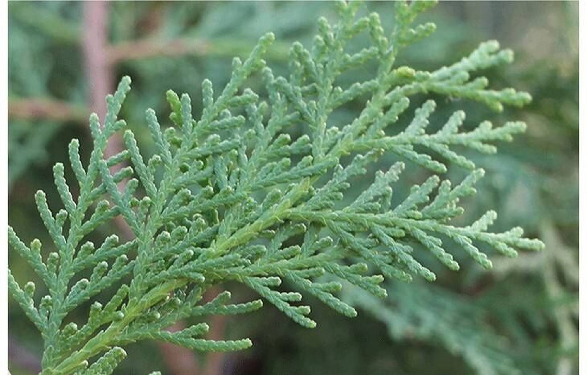 我需要侧柏树98的图片!