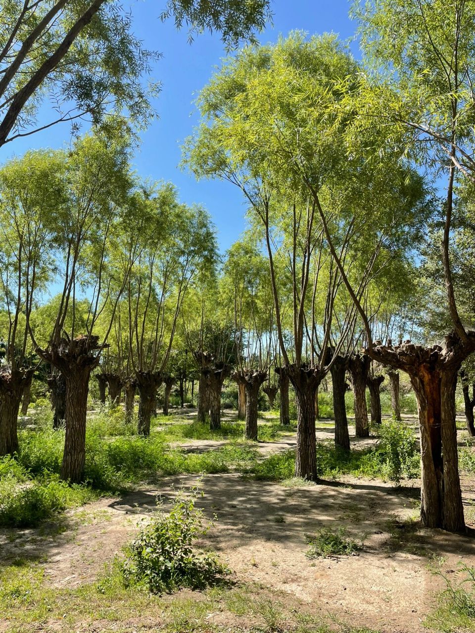 贺兰山运动公园 贺兰山运动公园:丰富的植物群与山体,溪涧,瀑布,湖泊