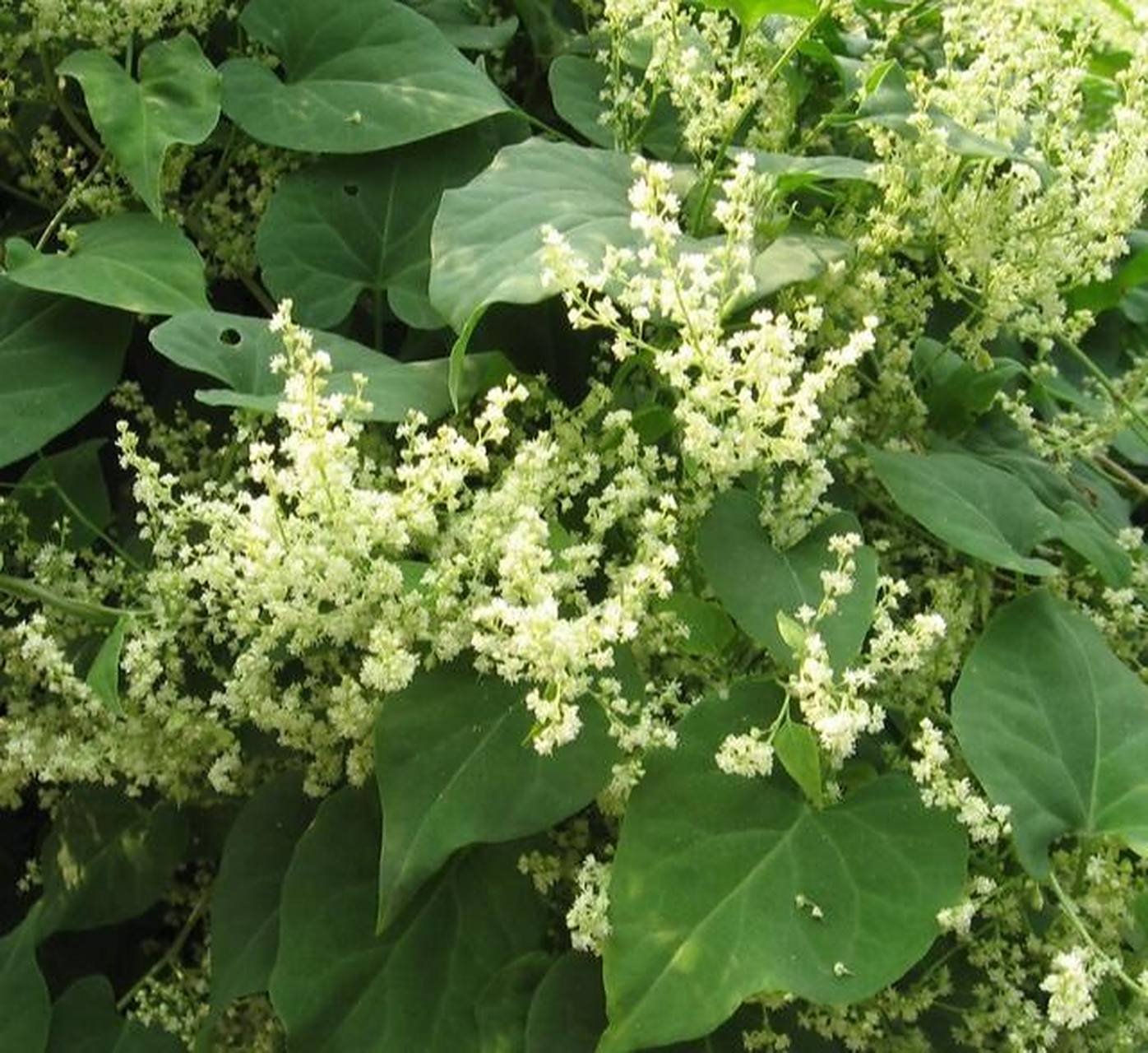 中国野菜图谱,每天介绍三种野菜之何首乌 何首乌 别名:夜交藤紫藤首乌