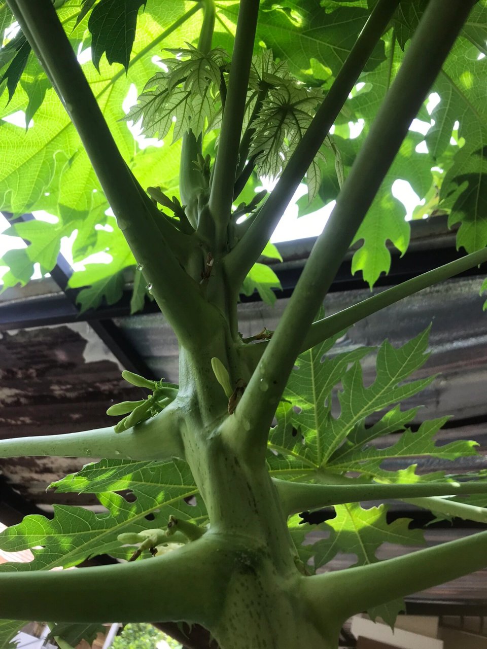 只开花不结果的木瓜树们,这是为什么呢?