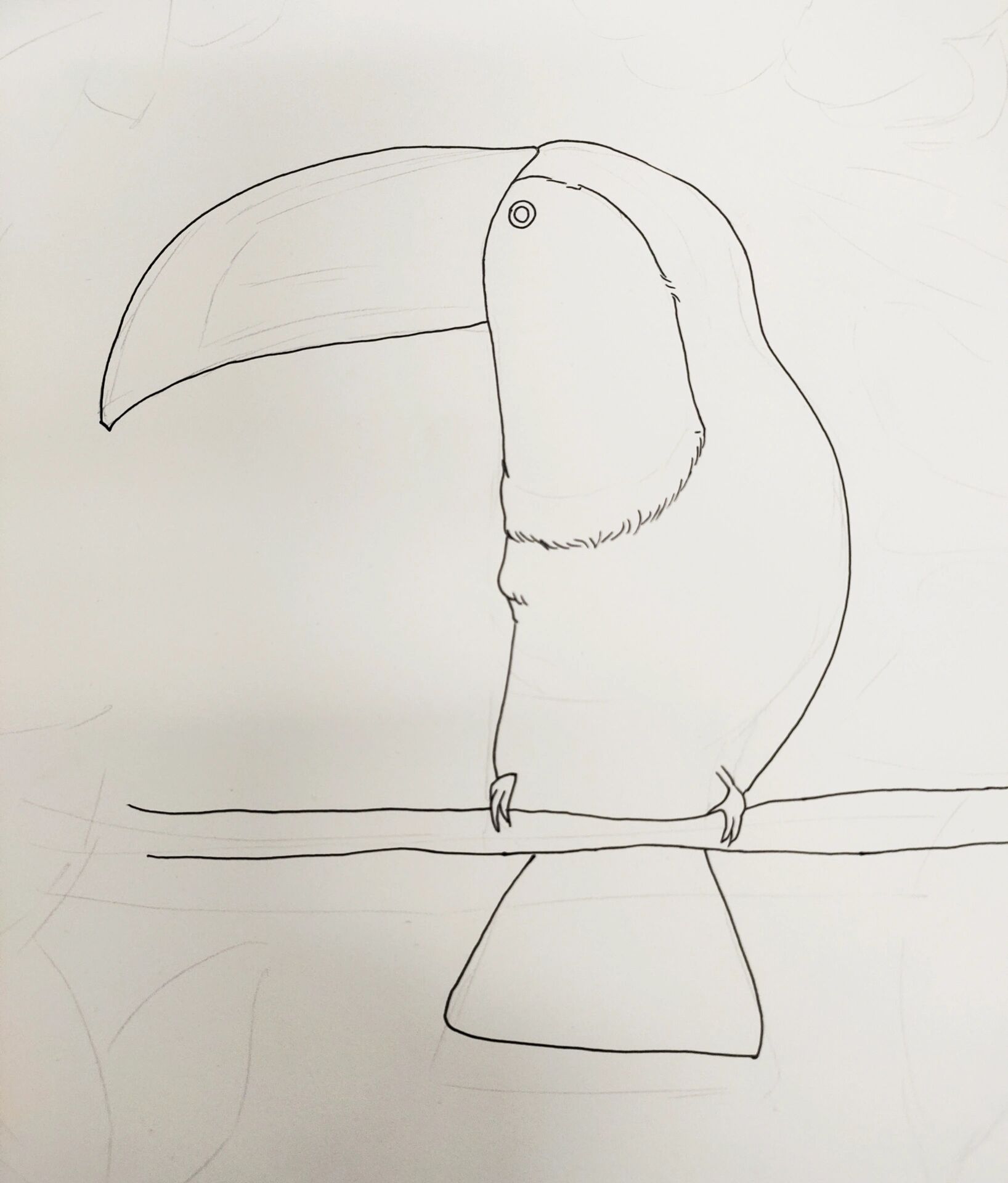 巨嘴鸟儿童画简笔画图片