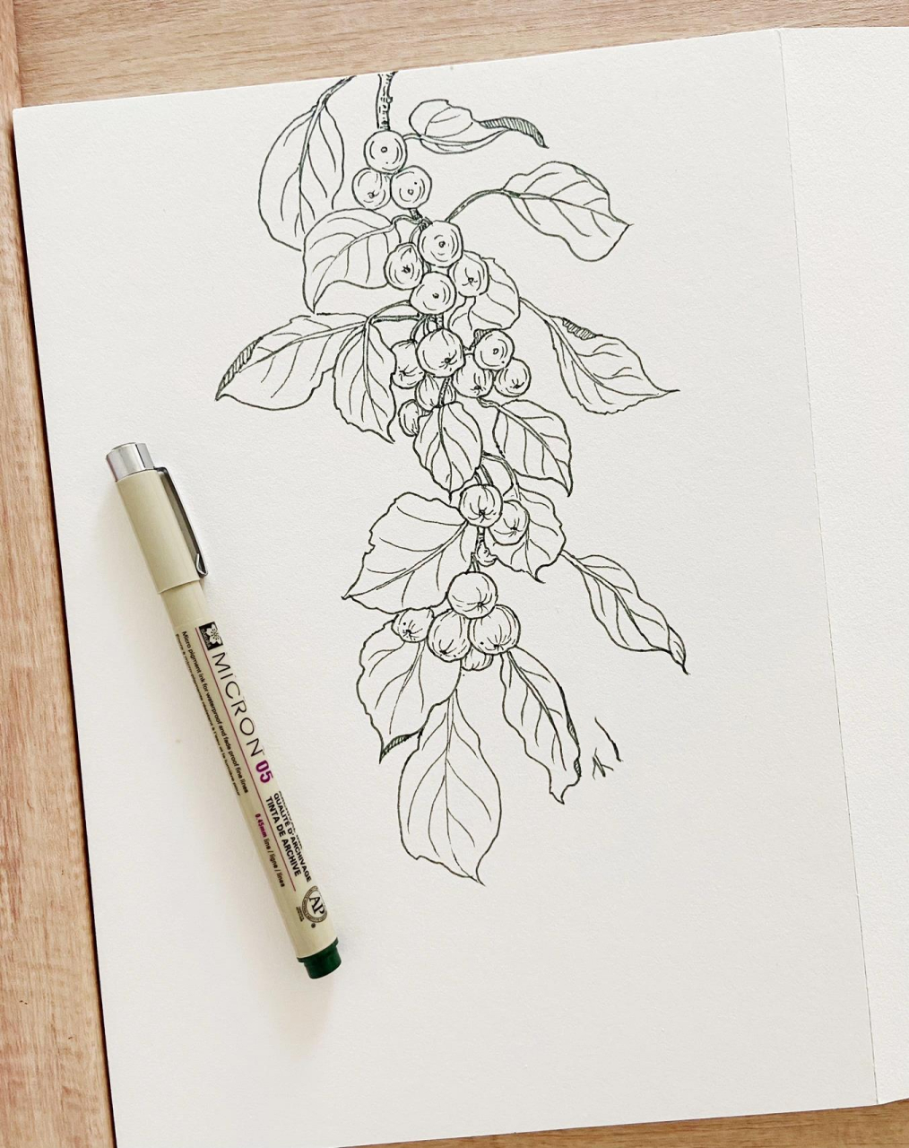 速写|速写植物|红果树 自拍素材,喜欢小区的这棵红果树