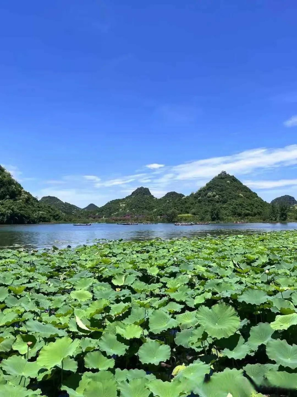 洪湖水呀,浪打浪,洪湖岸边是家乡啊!洪湖莲子,能算是"特产"吗?