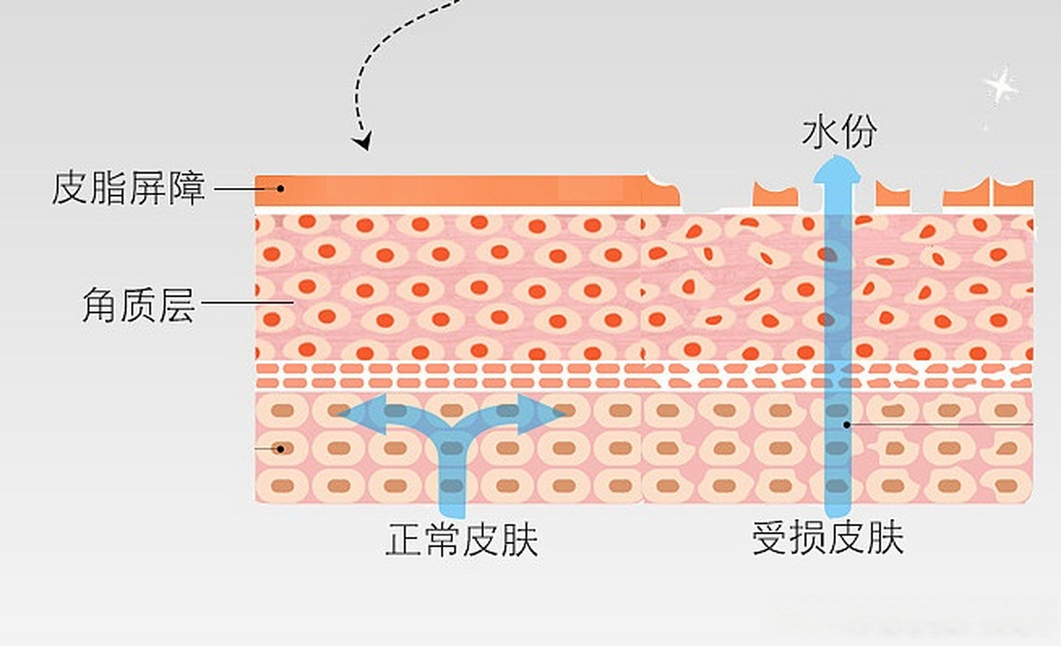 【砖墙结构】也被我们用来形容皮肤屏障.