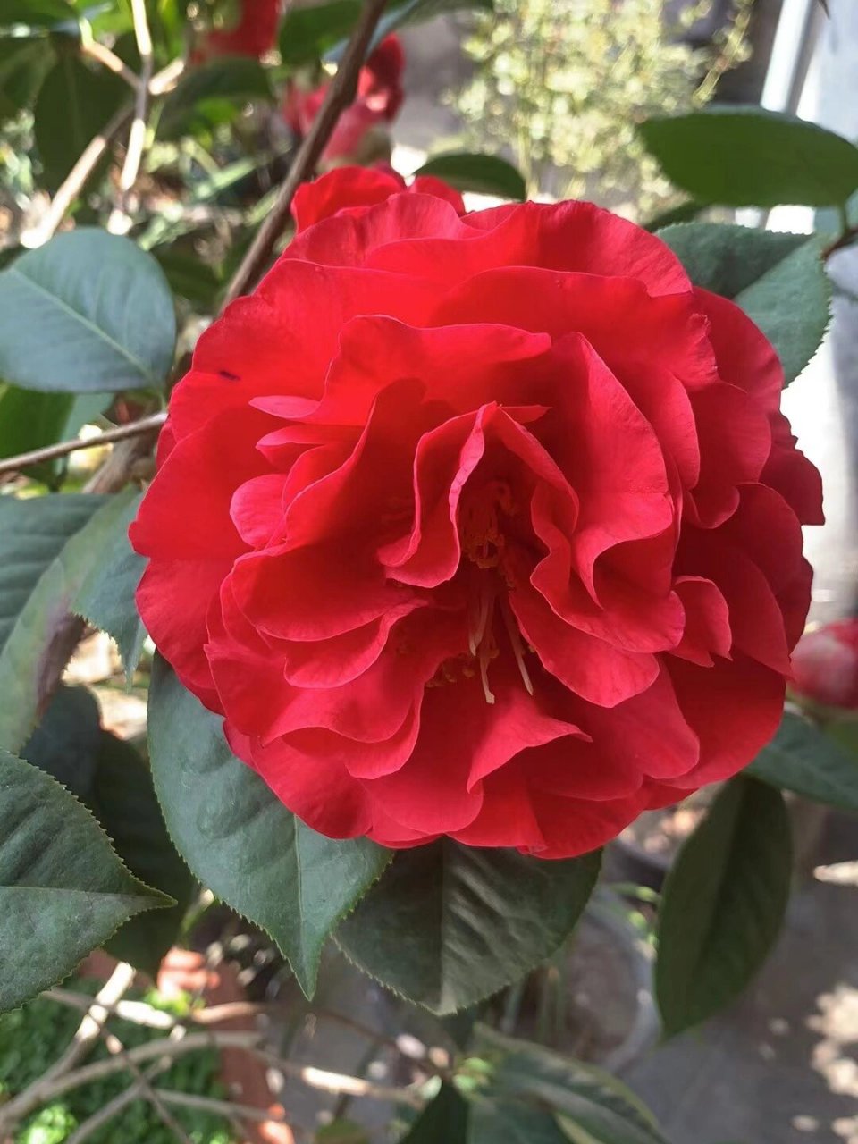 山茶花之帕克斯先生 帕克斯先生怒放中