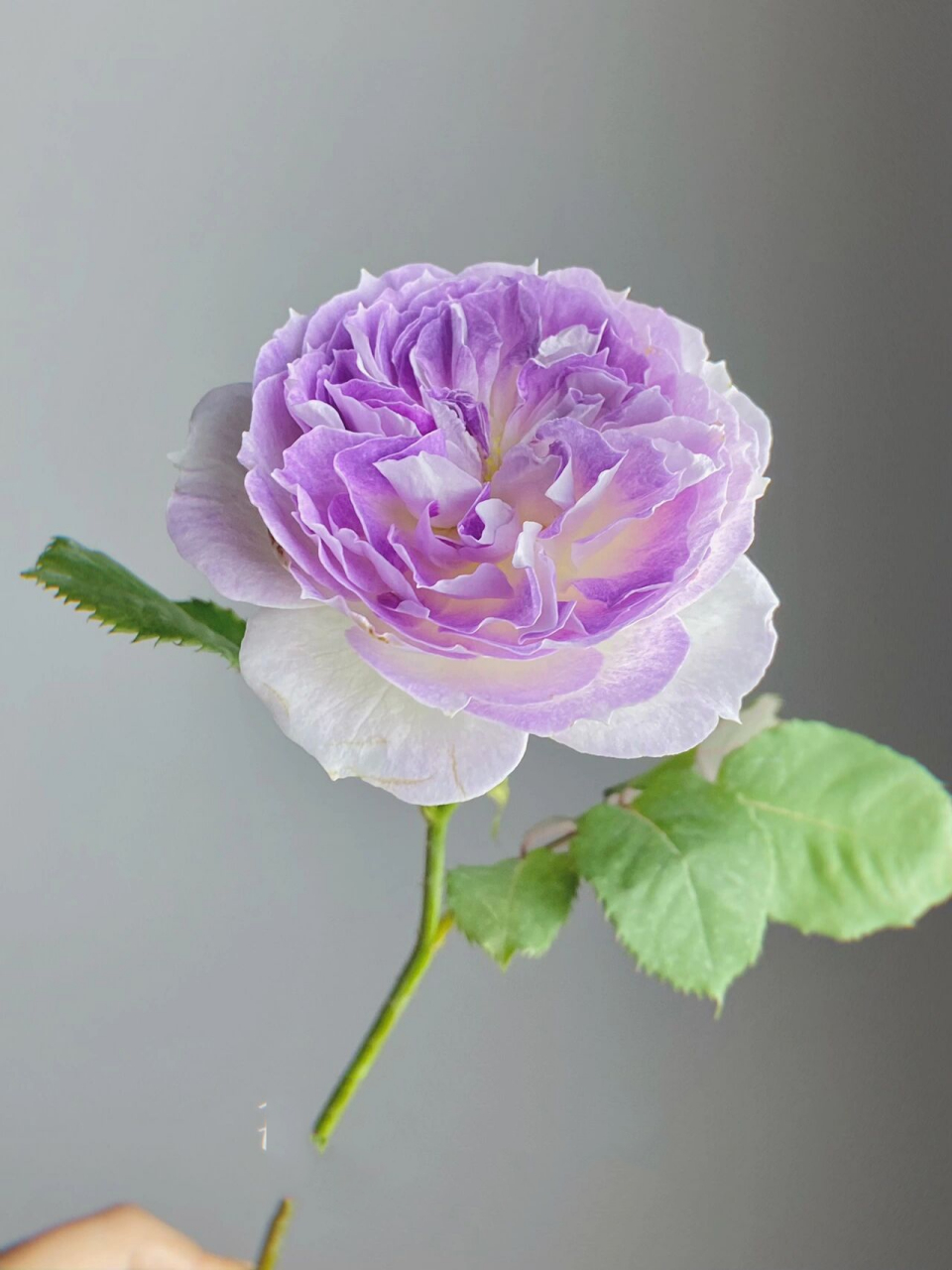 月季·蓝月石 嘿嘿,终于到我拥有蓝月石了! 	 不得不说,颜值真的超高!