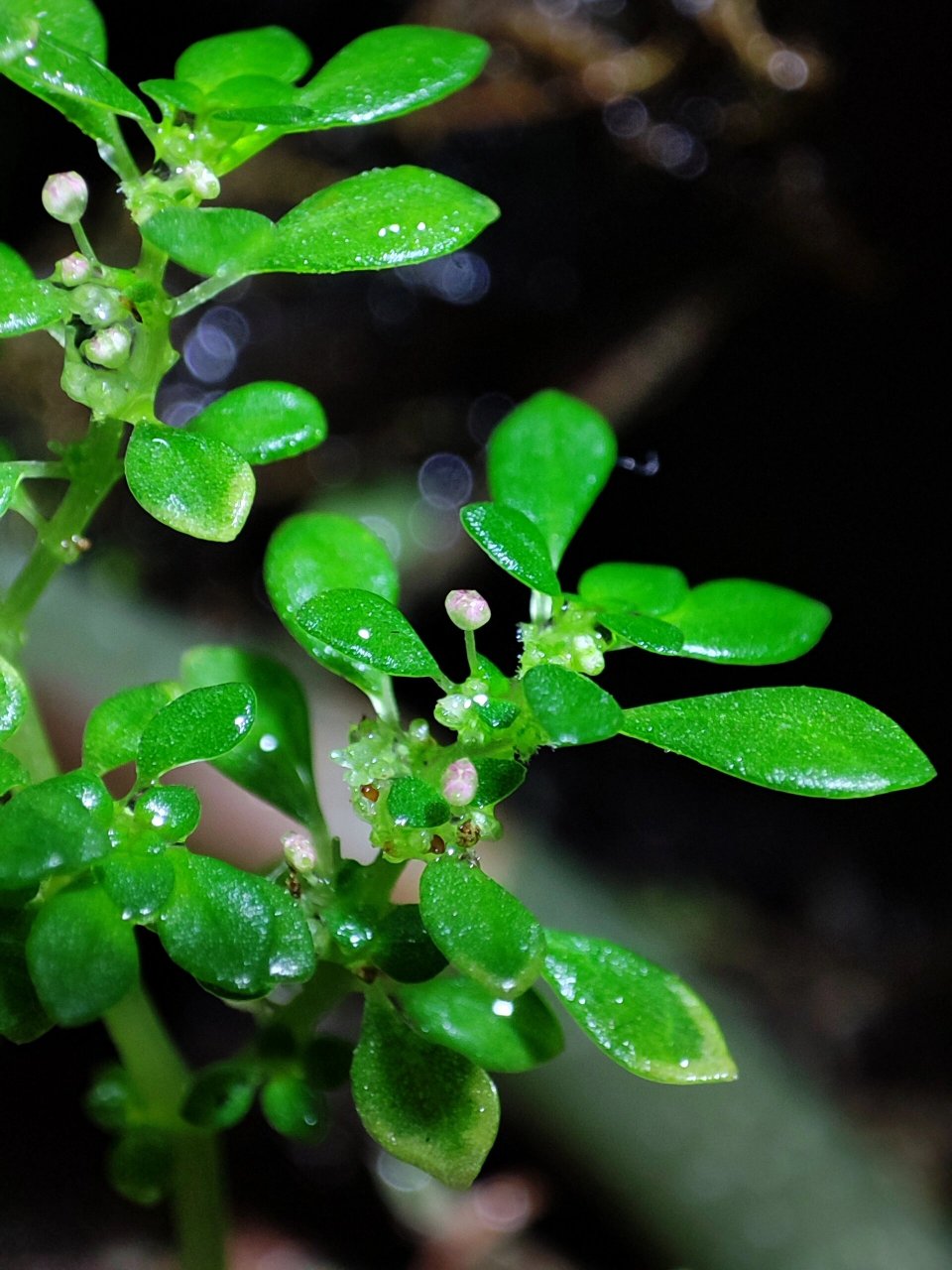 【微距观察】小叶冷水花:开花了 小叶冷水花开的花能有多迷你?