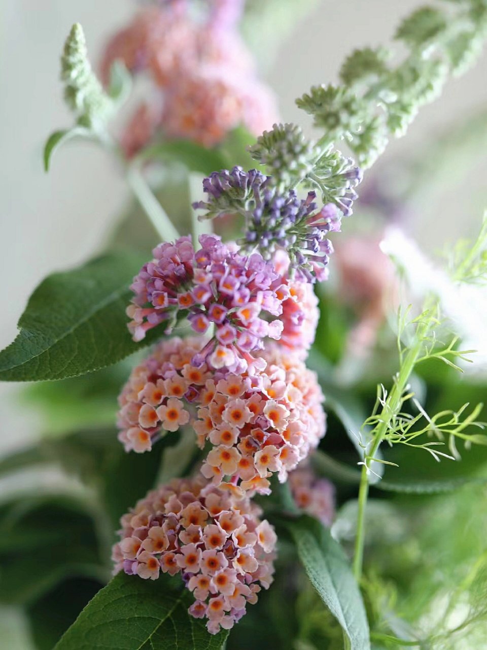 植物学|醉鱼草 拉丁学名buddleja lindleyana fortune 别名:闭鱼花