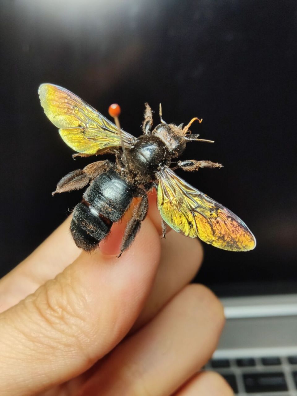 长木蜂(xylocopa tranquabarorum swederus,1787) 小区枇杷树附近趴着