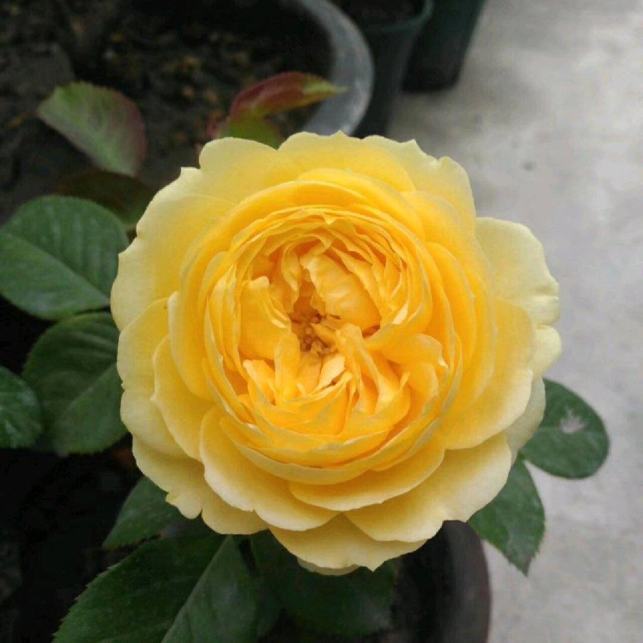 带你每天都是一种月季第21天|卡特琳娜 卡特琳娜,花朵堪称完美,是那种