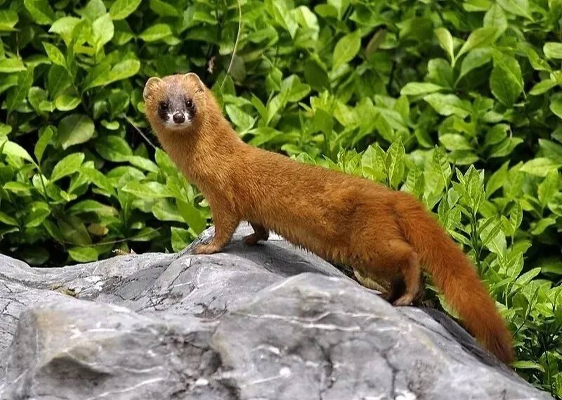 俗名黄鼠狼.体长28-40厘米,尾长12-25厘米,体重210-1200克.