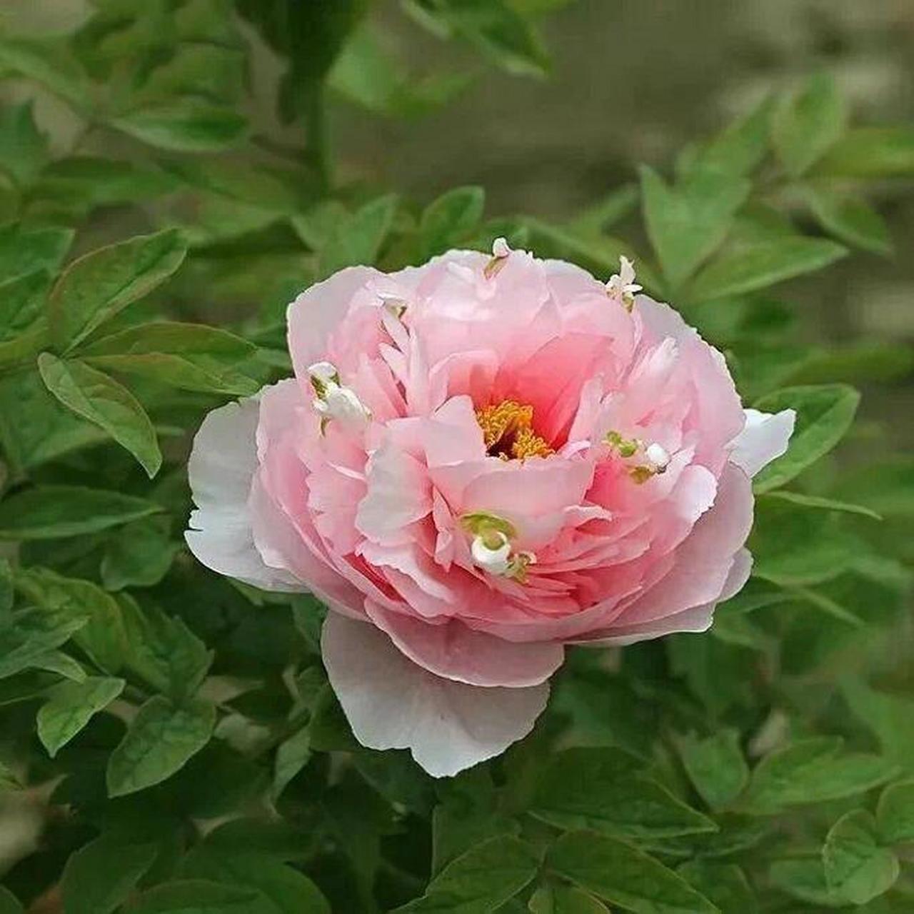 每天了解一个牡丹品种【贵妃插翠】 中原名品,花色为粉红色,花型台阁