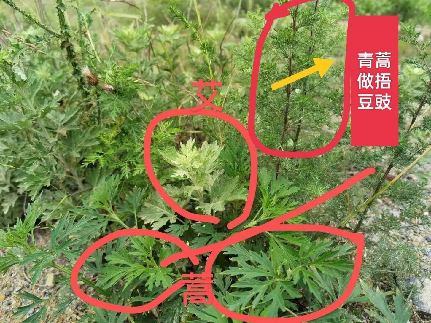 艾叶,艾蒿,水蒿 作为一个土生土长的南阳人,我不能理解,这三样有这样