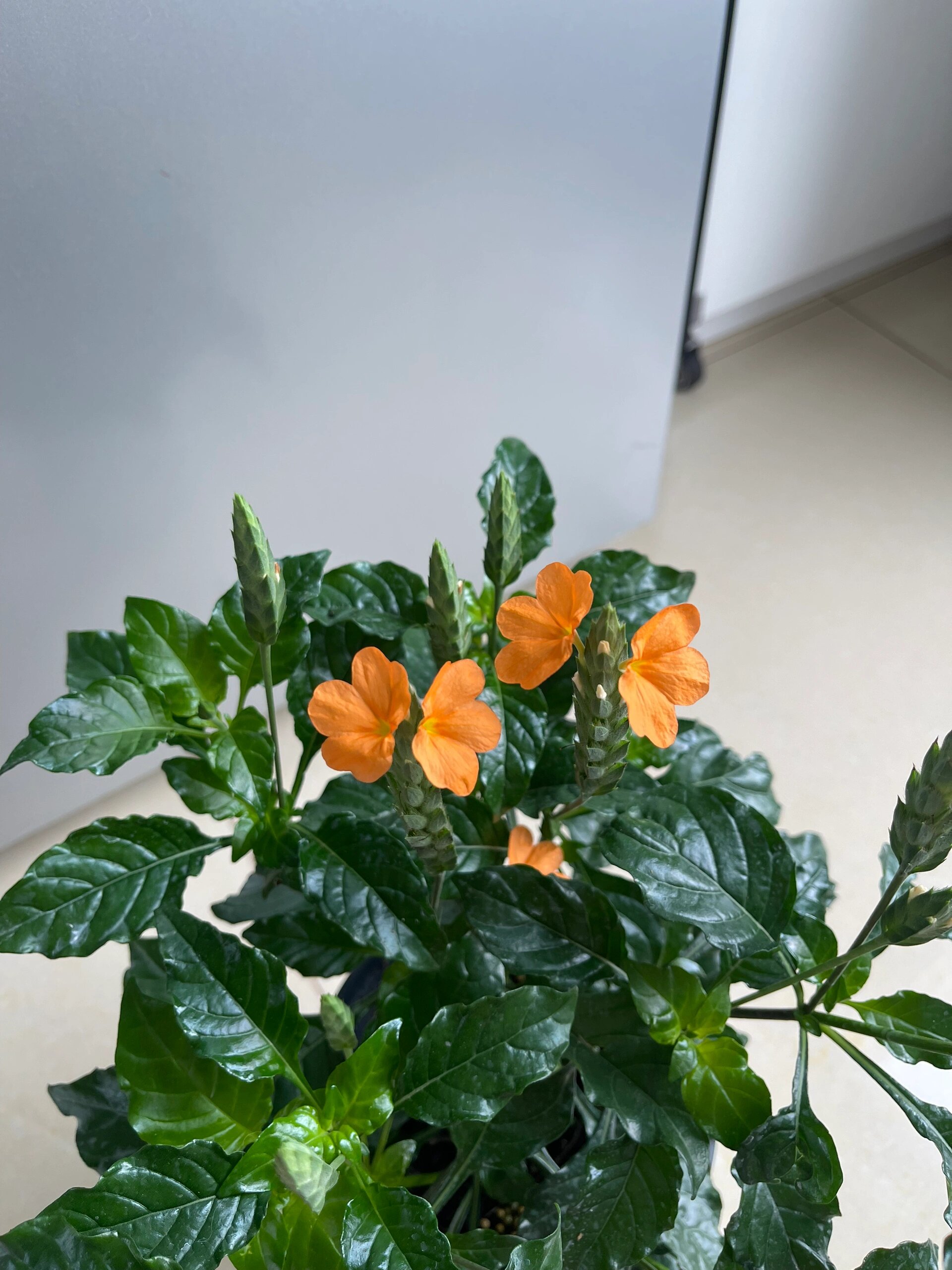 鸟尾花-据说贼好养贼爱开花