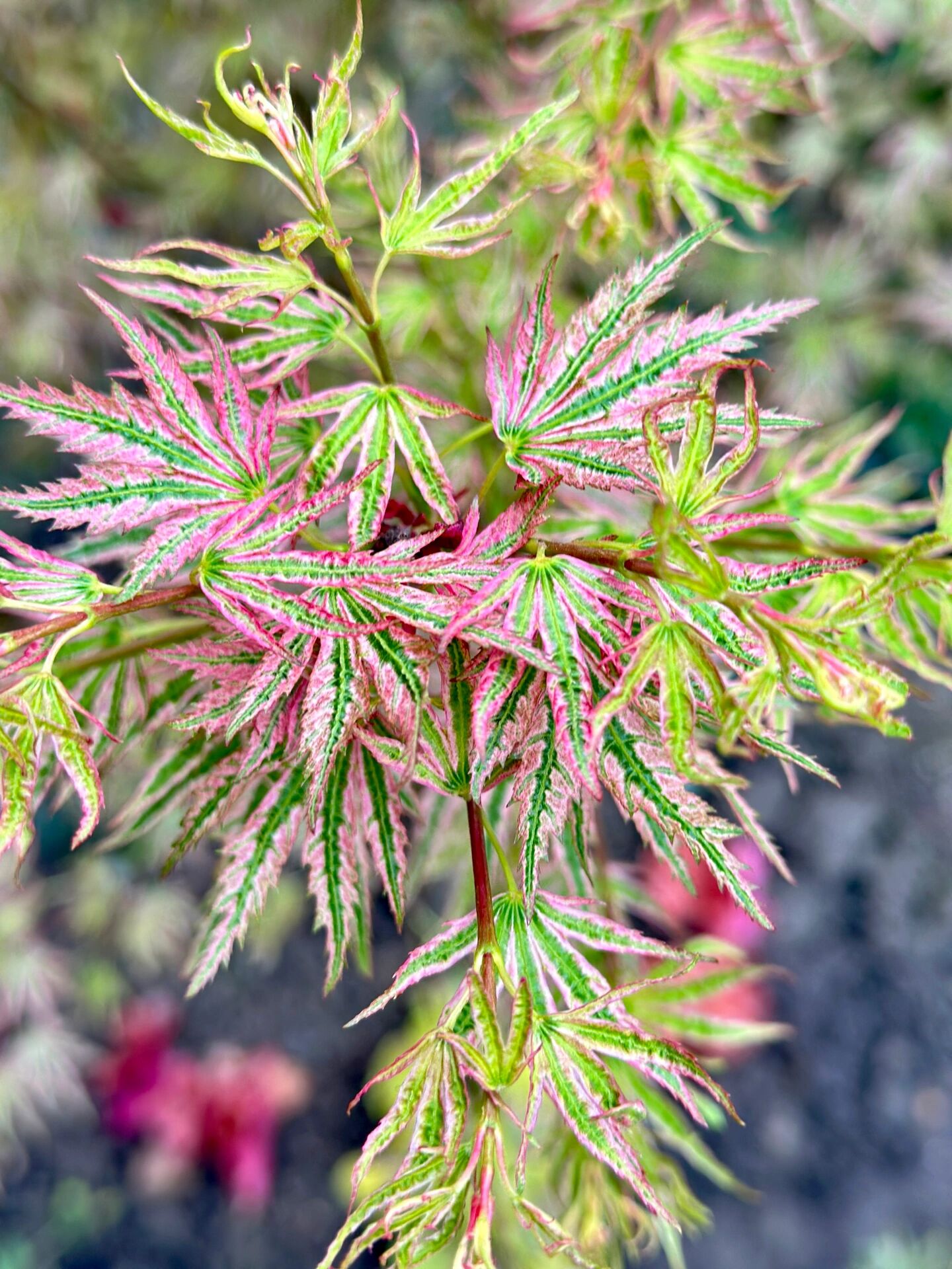 ——日笠山枫树 日笠山粉绿白相间