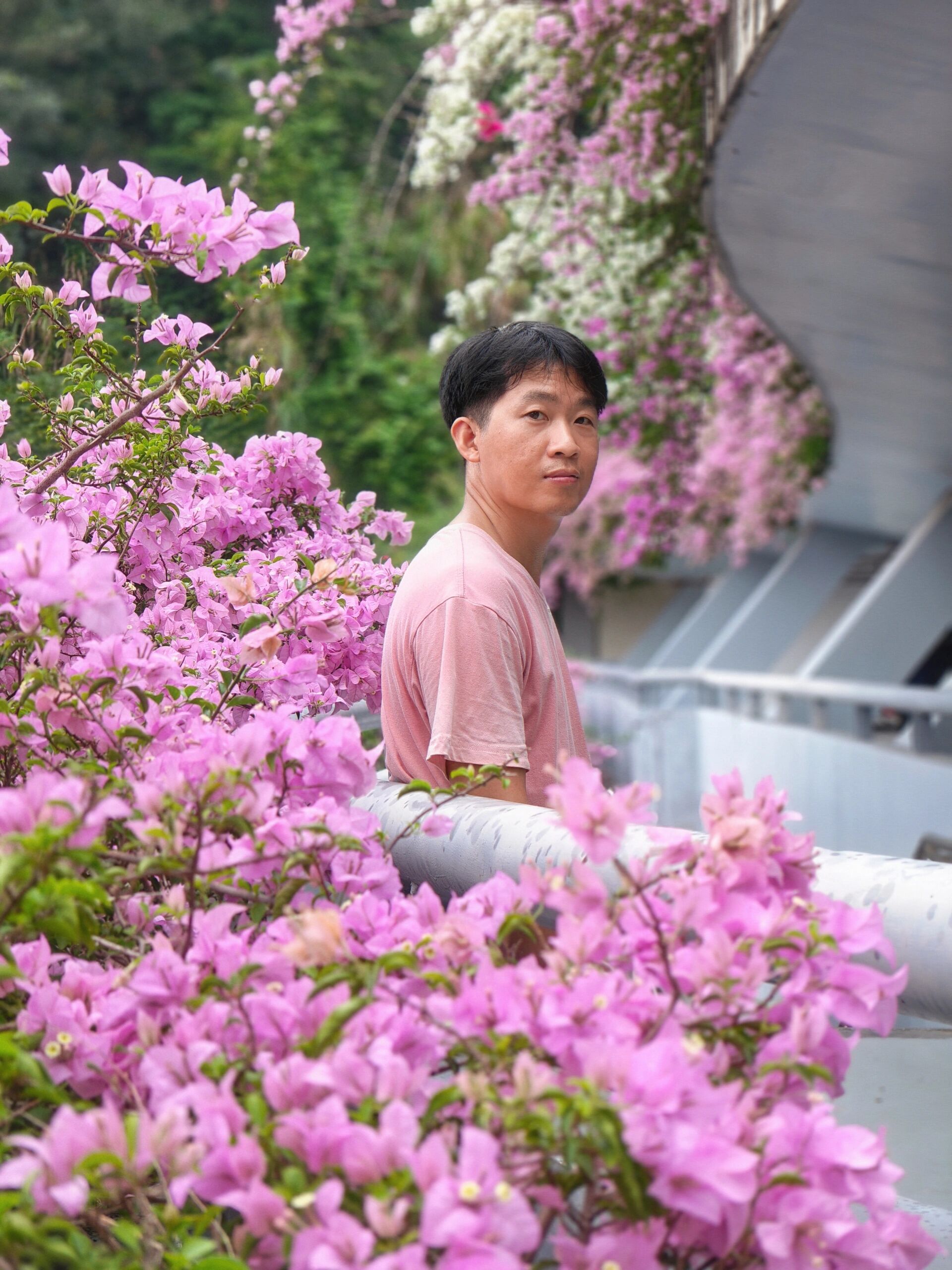 秋天花海|深圳梦幻唯美的粉色簕杜鹃花海 仙湖植物园的立体停车场的 