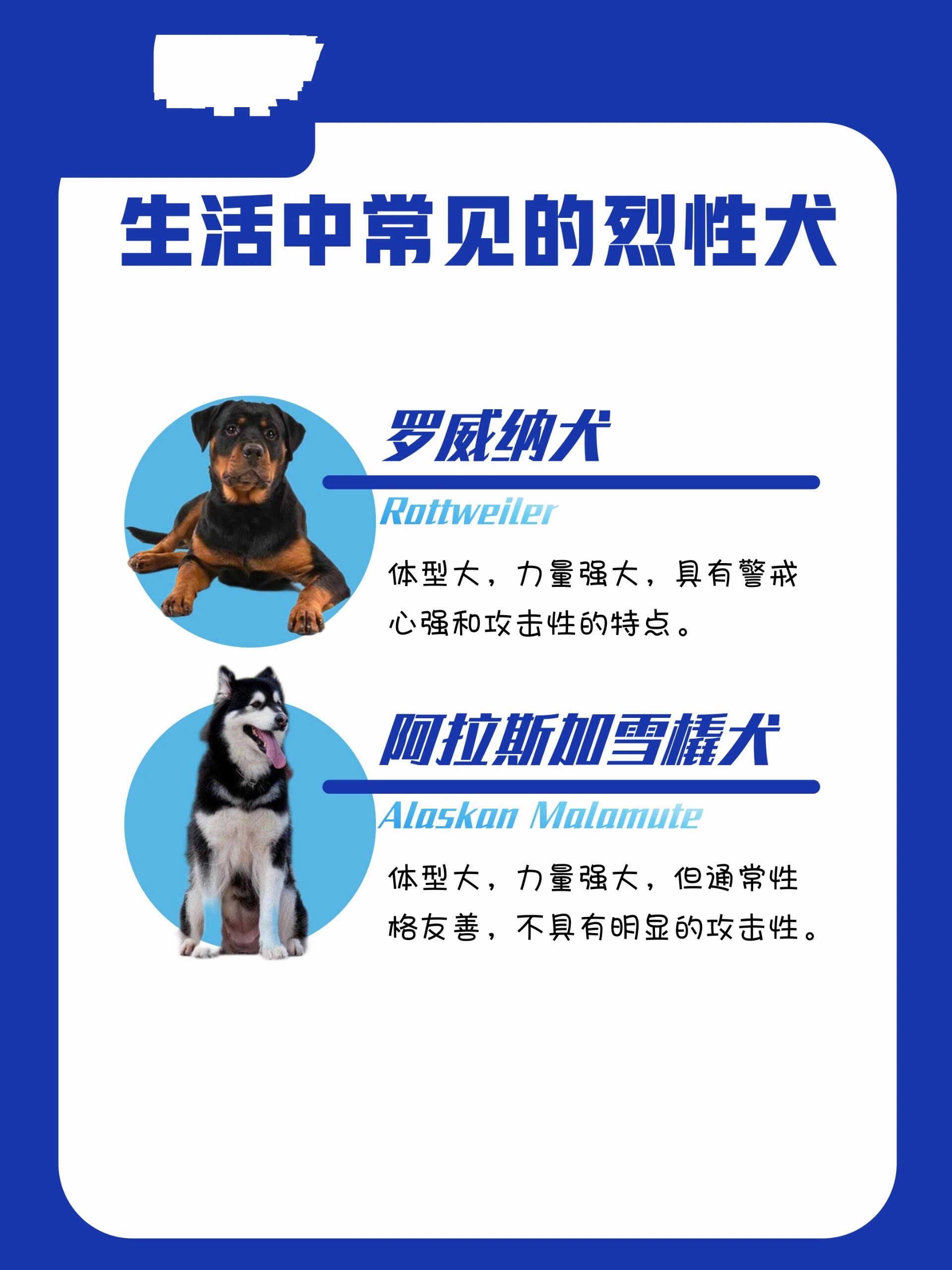 烈性犬排名图片