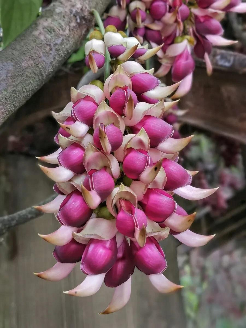 禾雀花 结对成双簇拥生,迎风雀跃秀痴情.