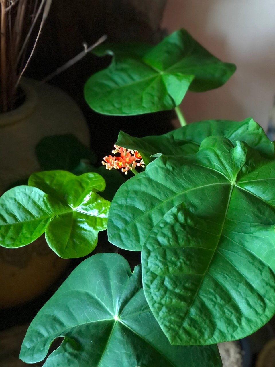 宅铺潮植|从不起眼的块茎到茶桌c位的佛肚 起初刚拥有它的时候还是有