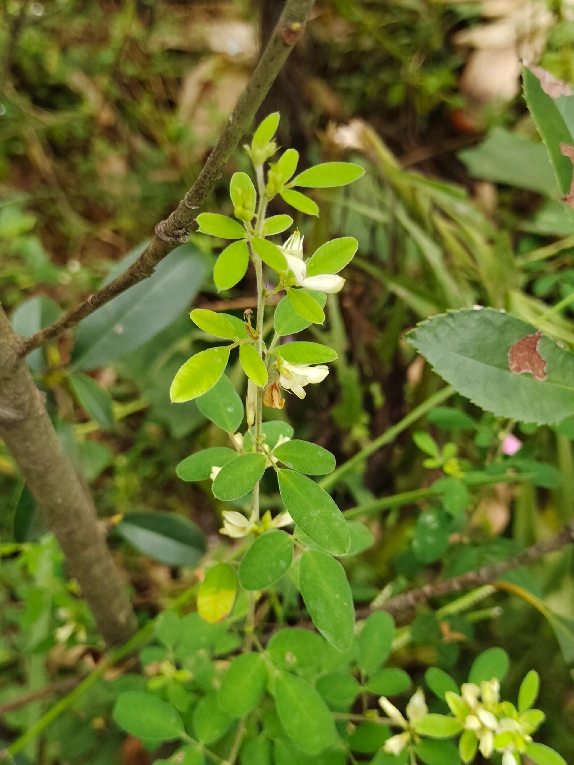 [96]每天认识一种植物—铁马鞭