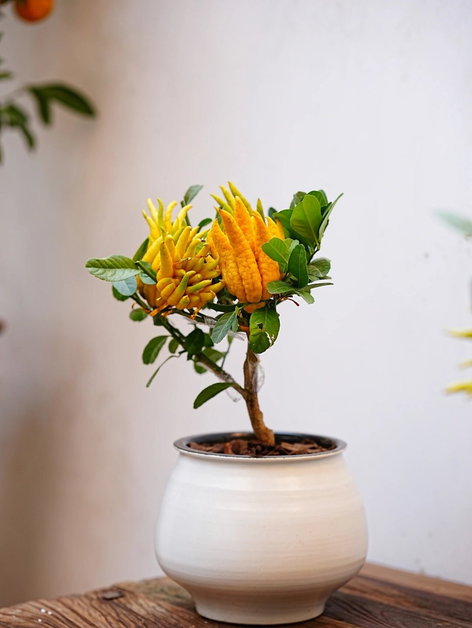 佛手:芸香科柑橘属性植物 又名:吉祥果,佛手柑 成熟的佛手颜色金黄,并