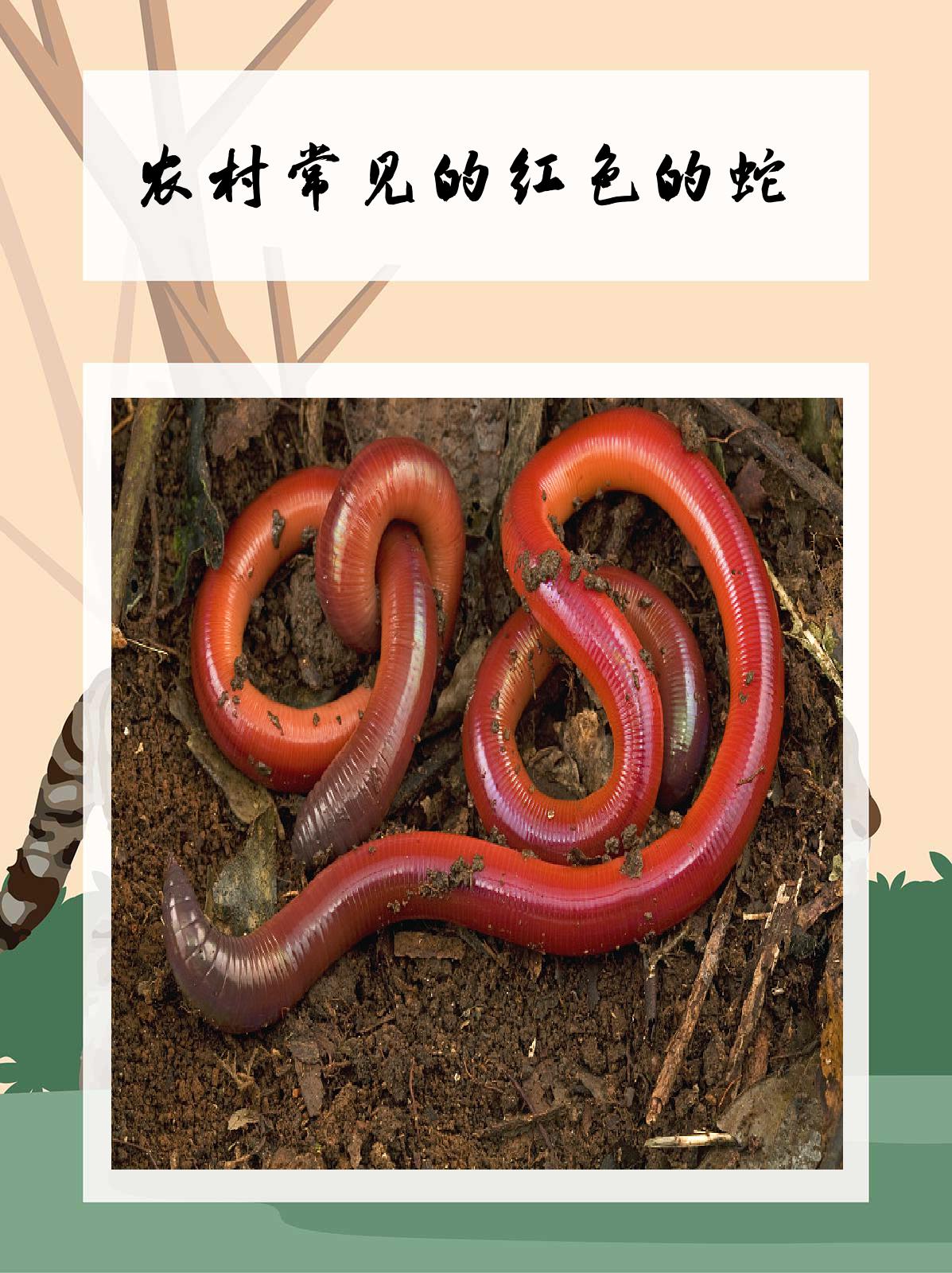 农村常见的红色的蛇 我认.@小八月的动物百科的动态