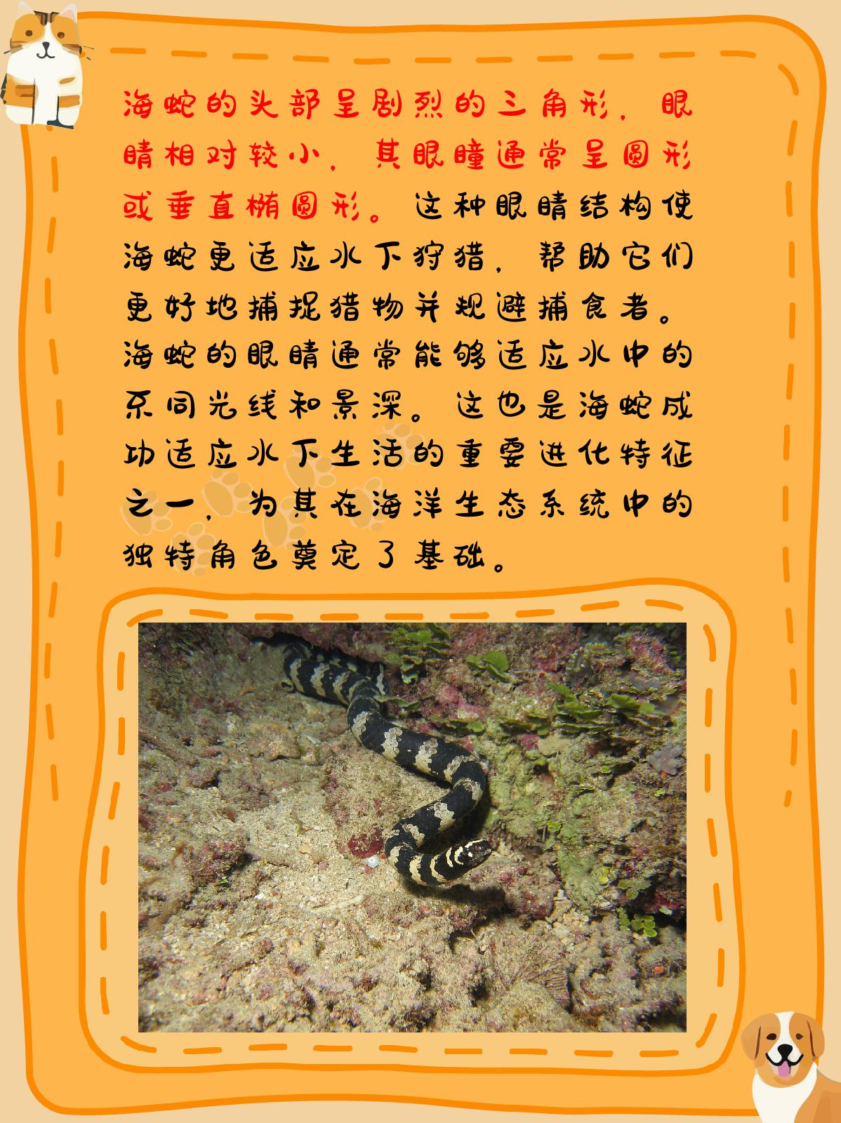 海蛇长什么样子图片