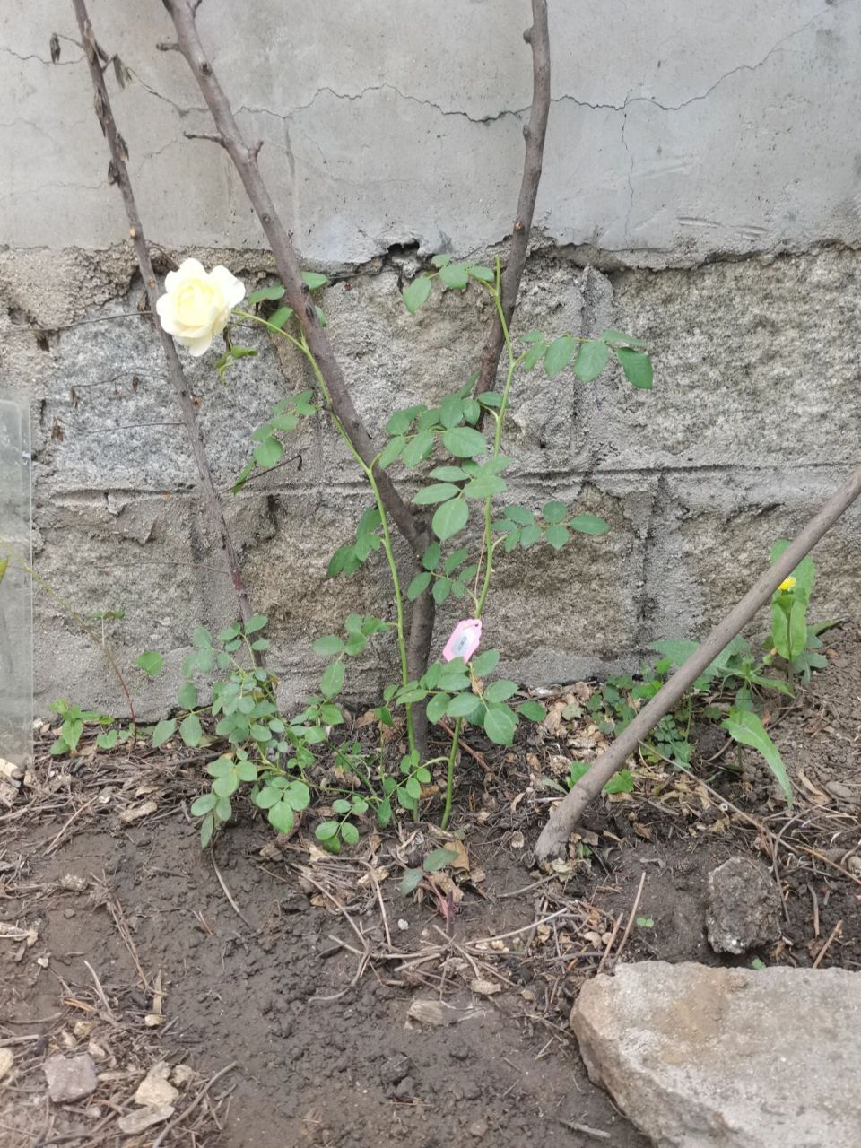 耐阴月季品种总结 耐阴: 马萨德医生(红色灌木) 威基伍德(淡粉色藤本)