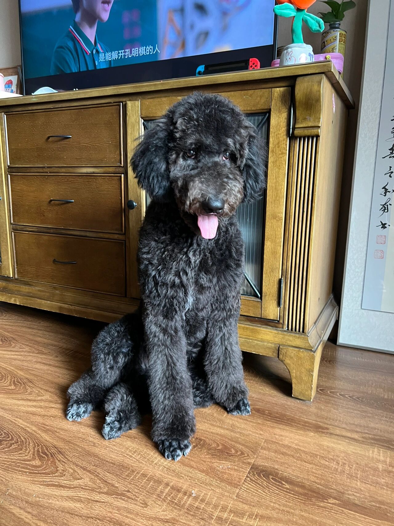 巨贵快七个月 越大越丑 也不反灰 宠物店老板说颜色就这样了 是返祖