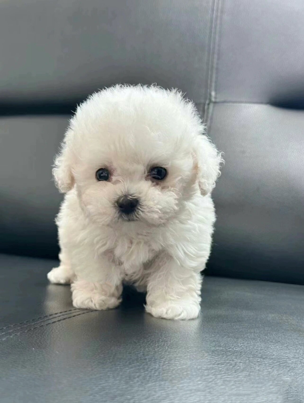 重庆比熊幼犬蹲家长|韩系与普通的差异在哪?