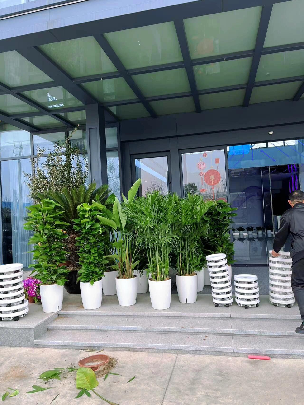 本周绿植租赁,办公室绿植摆放案例分享